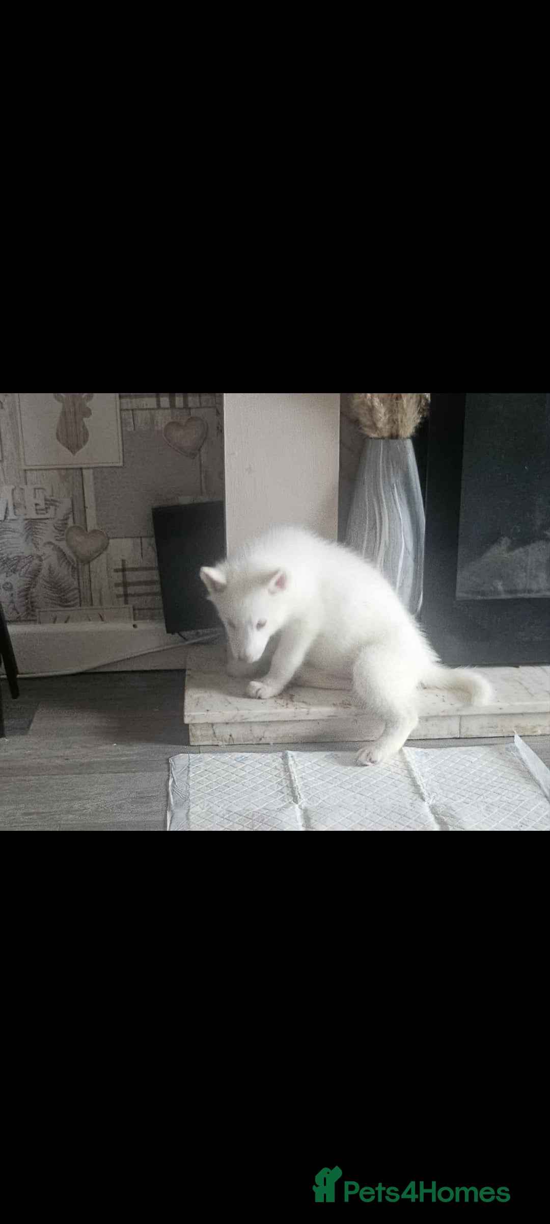 Siberian Husky dogs for sale: Husky puppies - Image 9