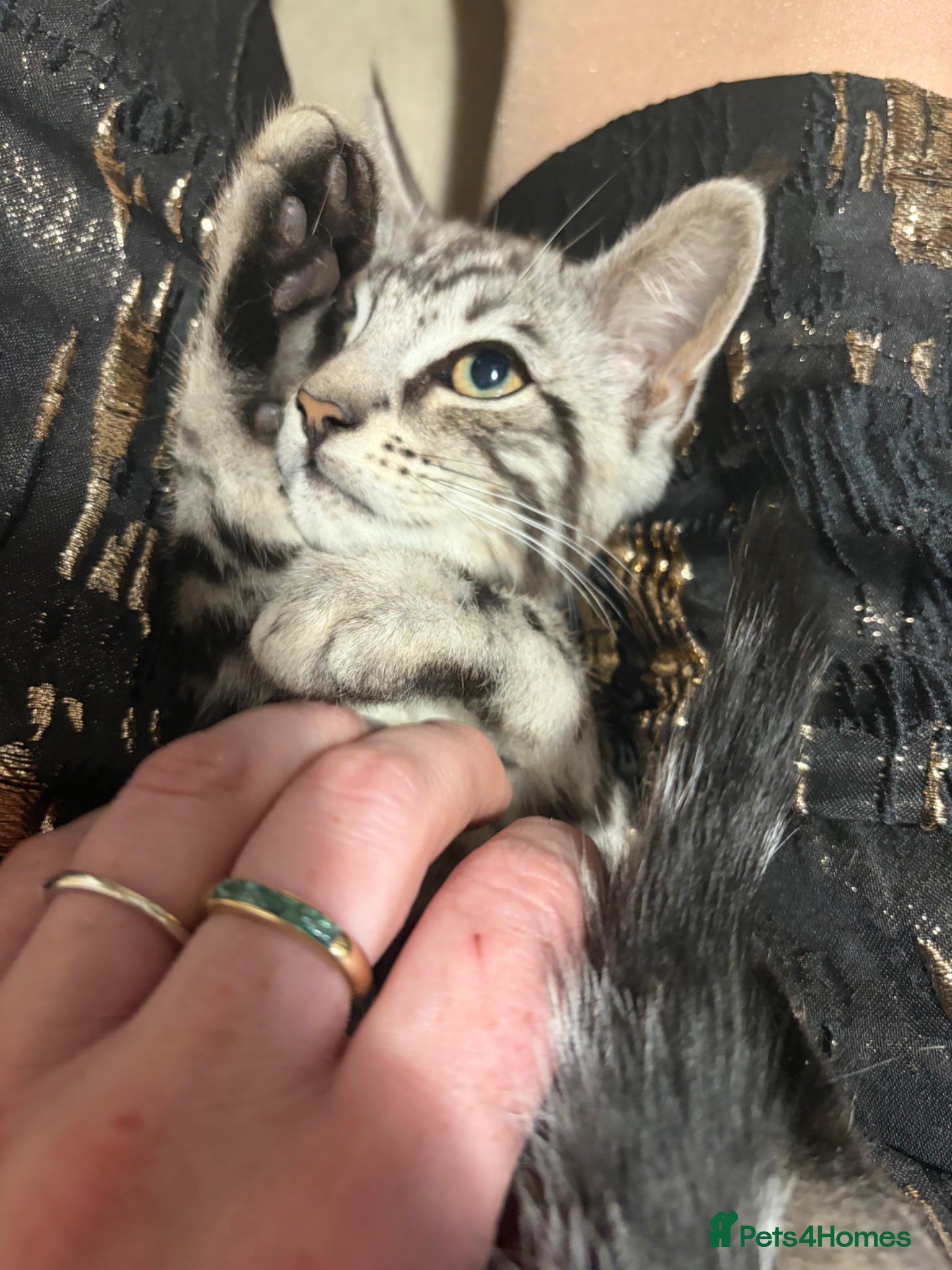 Maine Coon cats Champion XL Russian Maine coon X GCCF bengal - Advert 2