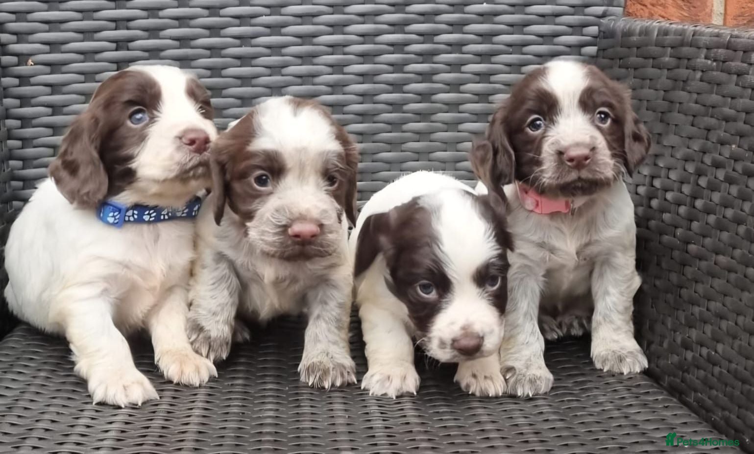 Cocker Spaniel dogs A stunning litter of cocker spaniels pups  - Advert 9