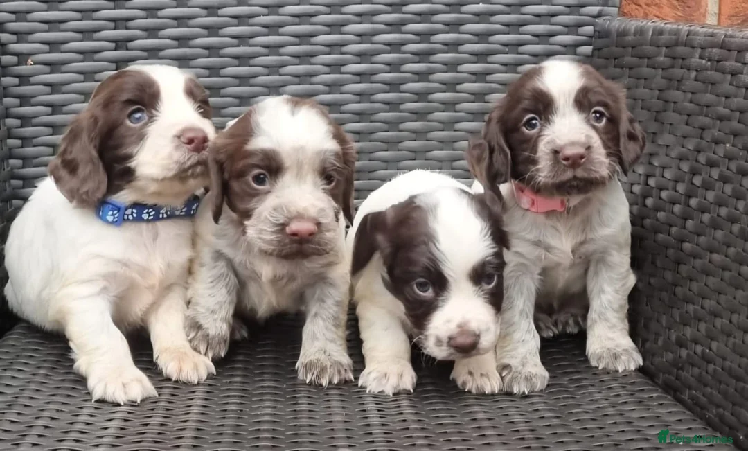 Cocker Spaniel dogs for sale: A stunning litter of cocker spaniels pups  - Advert 1