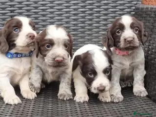 Cocker Spaniel dogs A stunning litter of cocker spaniels pups - Advert 9
