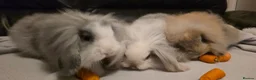 Mini Lop rabbits for sale: Mini lop x mini lion lop babies available now - Advert 8