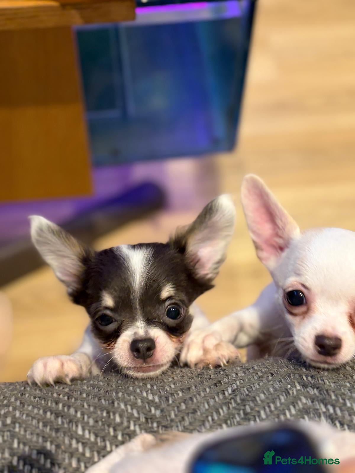 Chihuahua dogs KC Regd Chihuahua Pups parents fully health tested - Advert 1