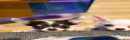 Chihuahua dogs for sale: KC Regd Chihuahua Pups parents fully health tested - Advert 11