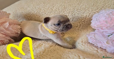 French Bulldog dogs - Advert 7
