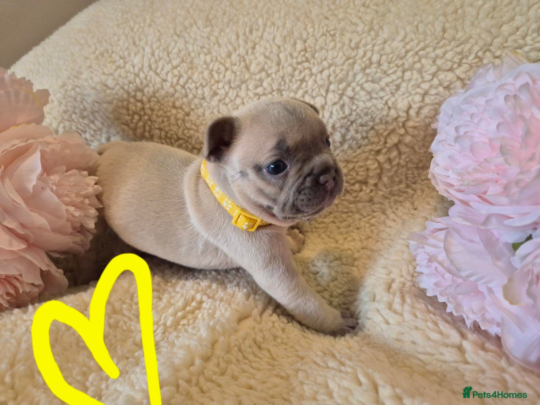 French Bulldog dogs for sale: 5* Council License breeder of 6 stunning Pups. - Image 3