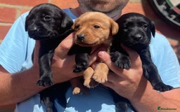 Labrador Retriever dogs for sale: Working Labrador Puppies - Image 5