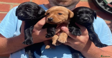 Labrador Retriever dogs - Advert 3