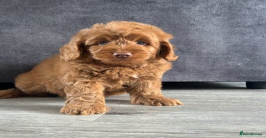 Cockapoo dogs - Advert 11