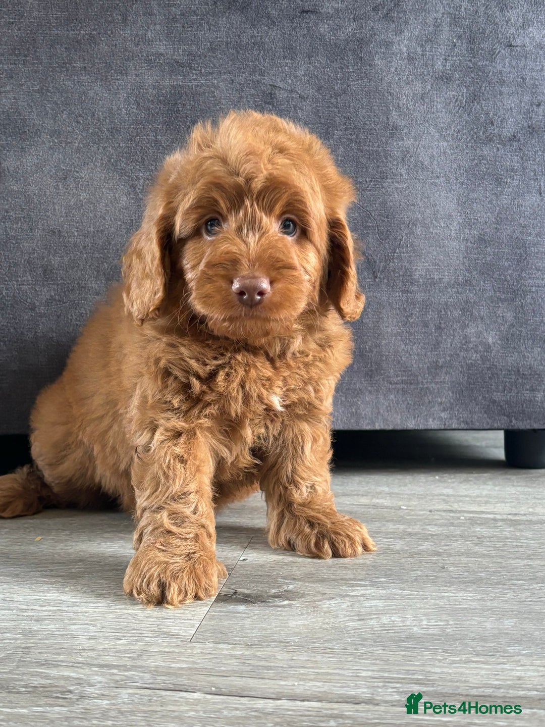 Cockapoo dogs for sale: Cockapoo puppies ready now  - Image 3