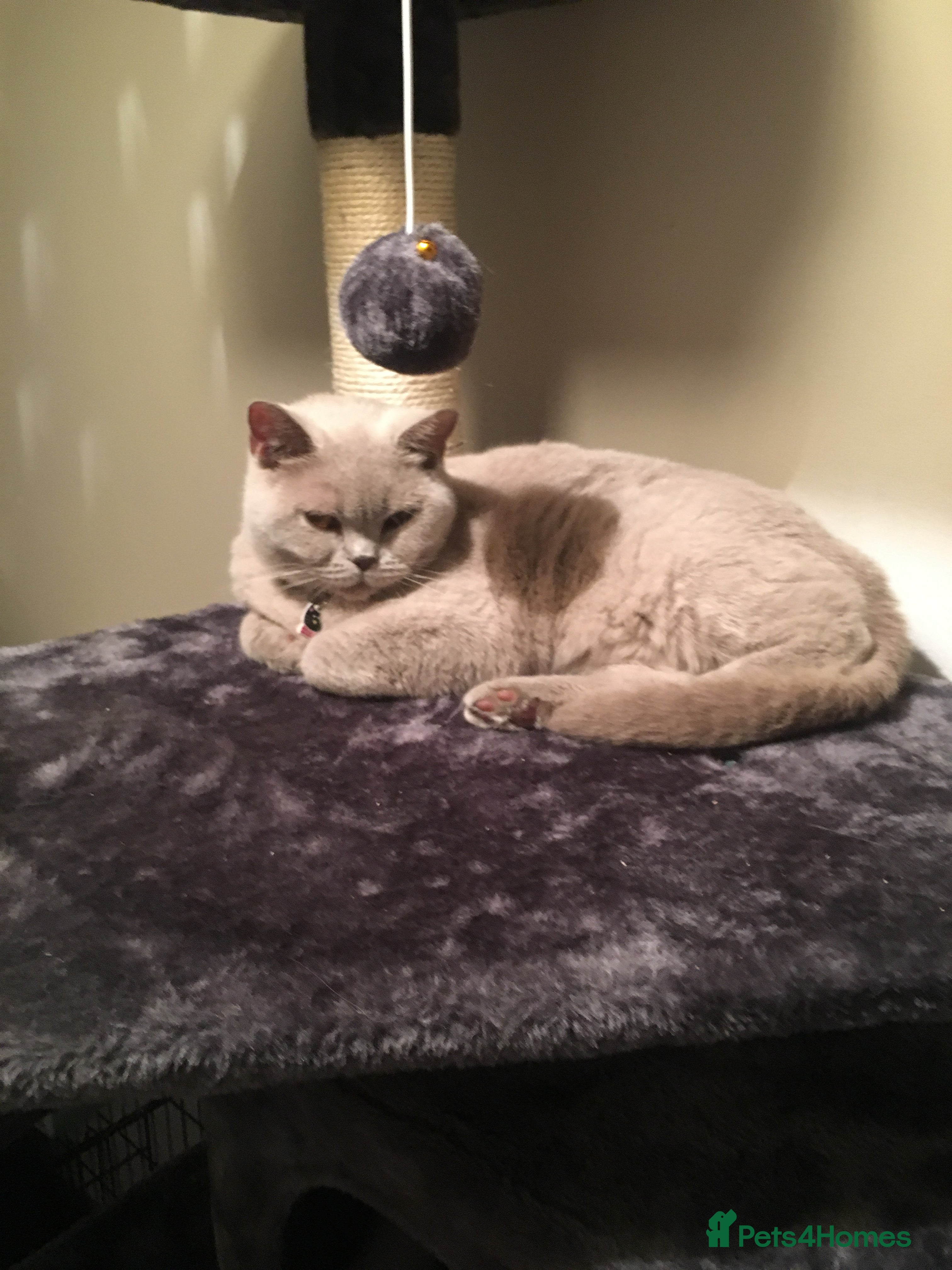 Mixed Breed cats British shorthaired x kittens  - Advert 1