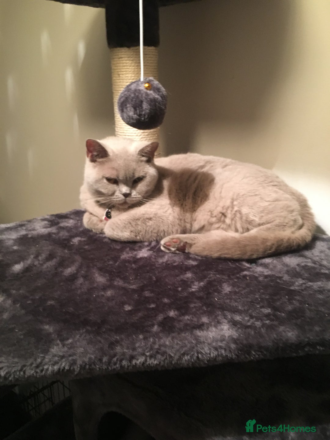 Mixed Breed cats for sale: British shorthaired x kittens  - Advert 1