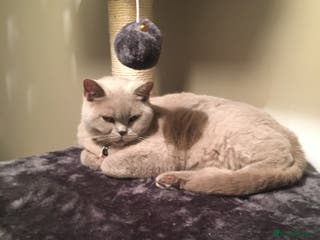 Mixed Breed cats British shorthaired x kittens - Advert 1