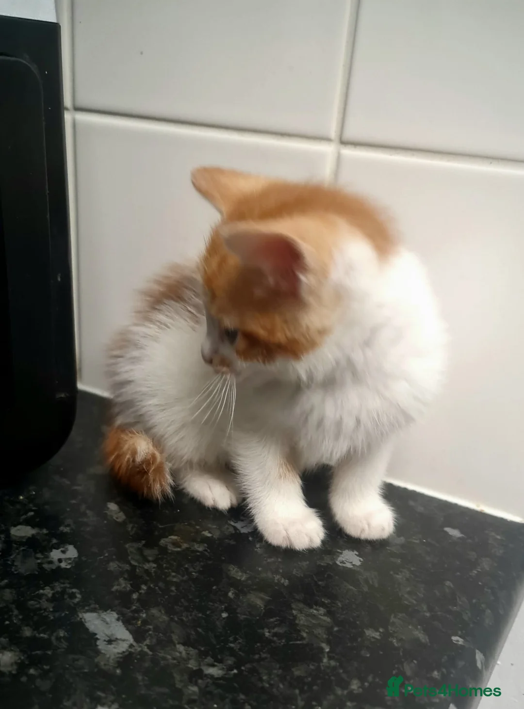 Ragdoll cats for sale: Ragdoll mix kittens - Advert 11