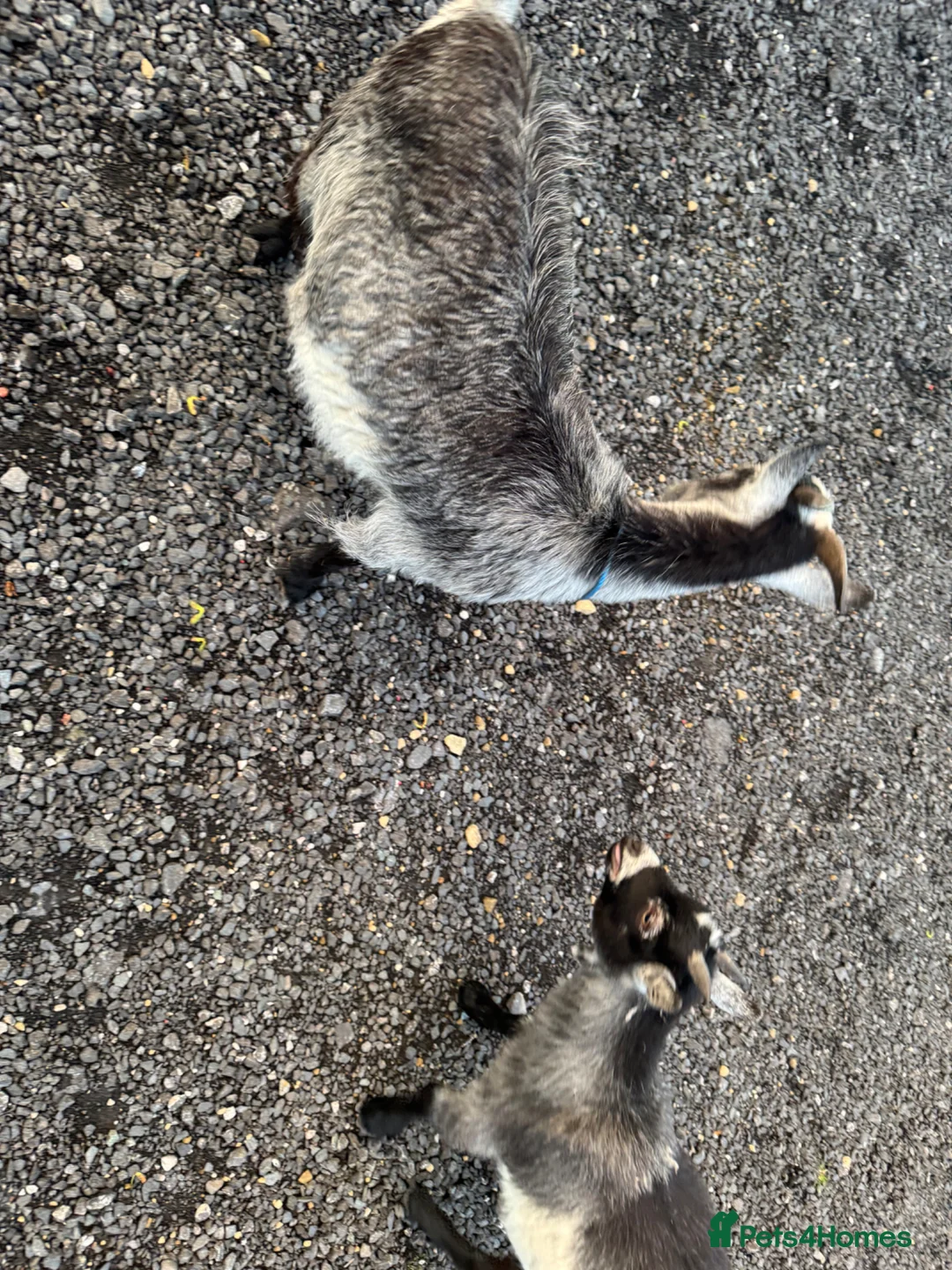Goats livestock for sale: 2 small Pygmy goat’s mother/daughter  in Burnley - Advert 5