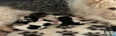 Fox Terrier 5