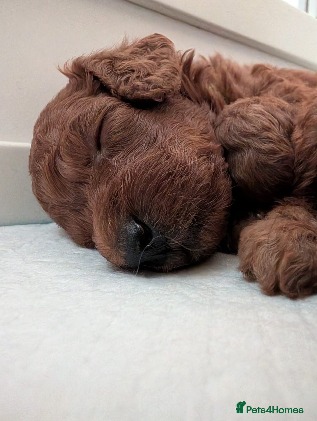 Miniature Poodle dogs for sale: Stunning red miniature poodle - Advert 7