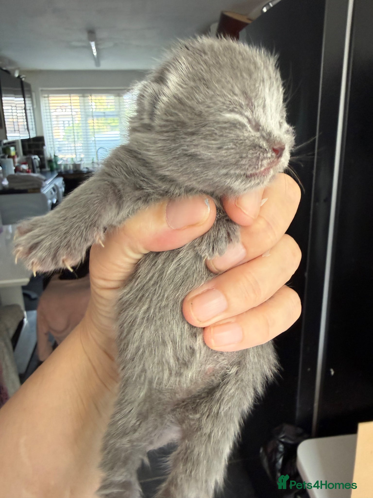 British Shorthair cats STUNNING PUREBRED CHUNKY BSH KITTENS 🩷🩷🩷💙💙  - Advert 17