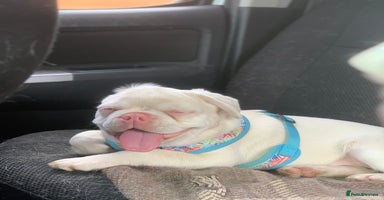 French Bulldog dogs - Advert 8