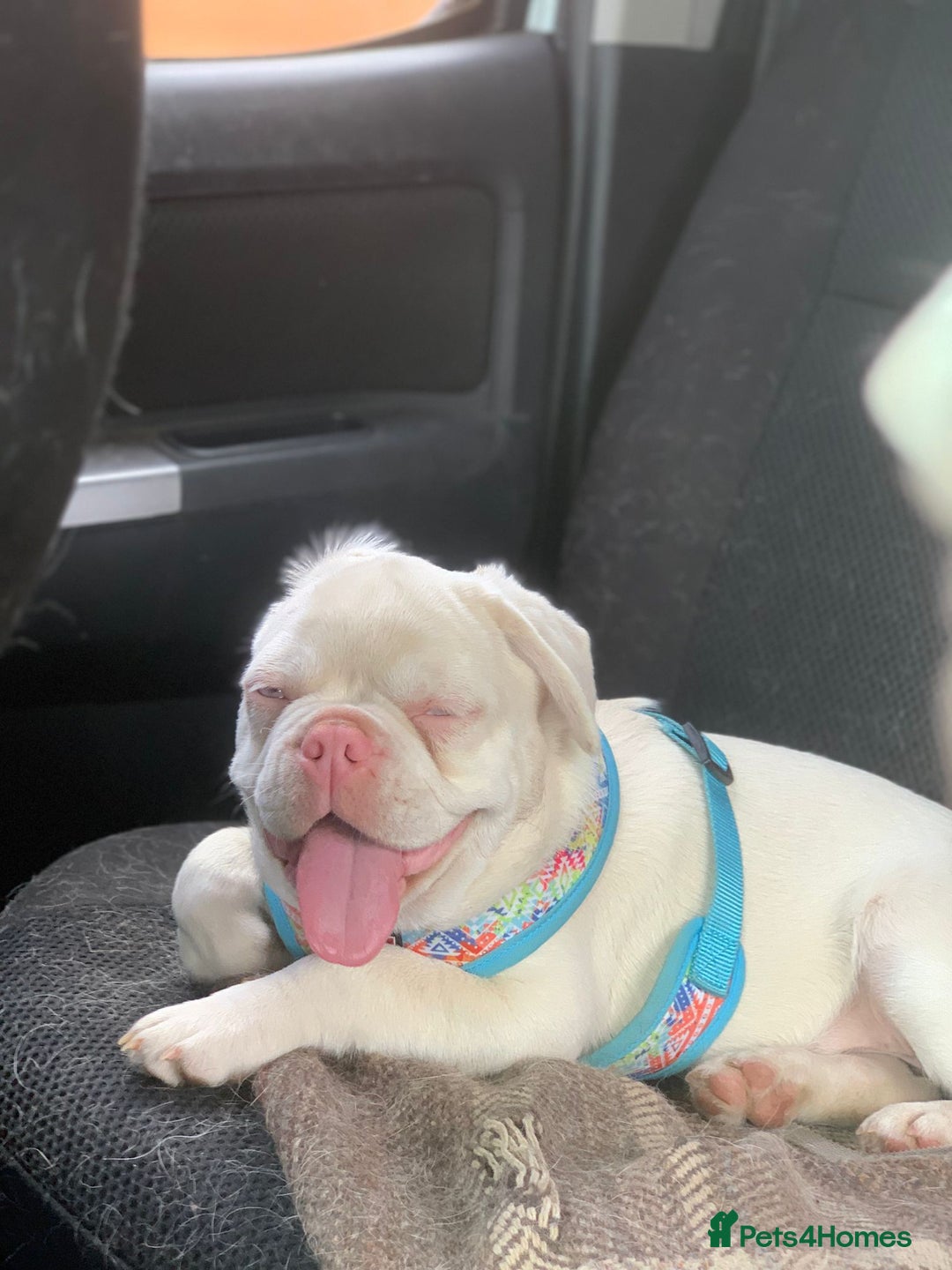 French Bulldog dogs for sale: Family Raised EA Pink English cross French Bulldog - Image 2