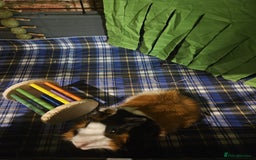 Guinea Pig rodents for sale: 2 x male guinea pigs  - Image 2