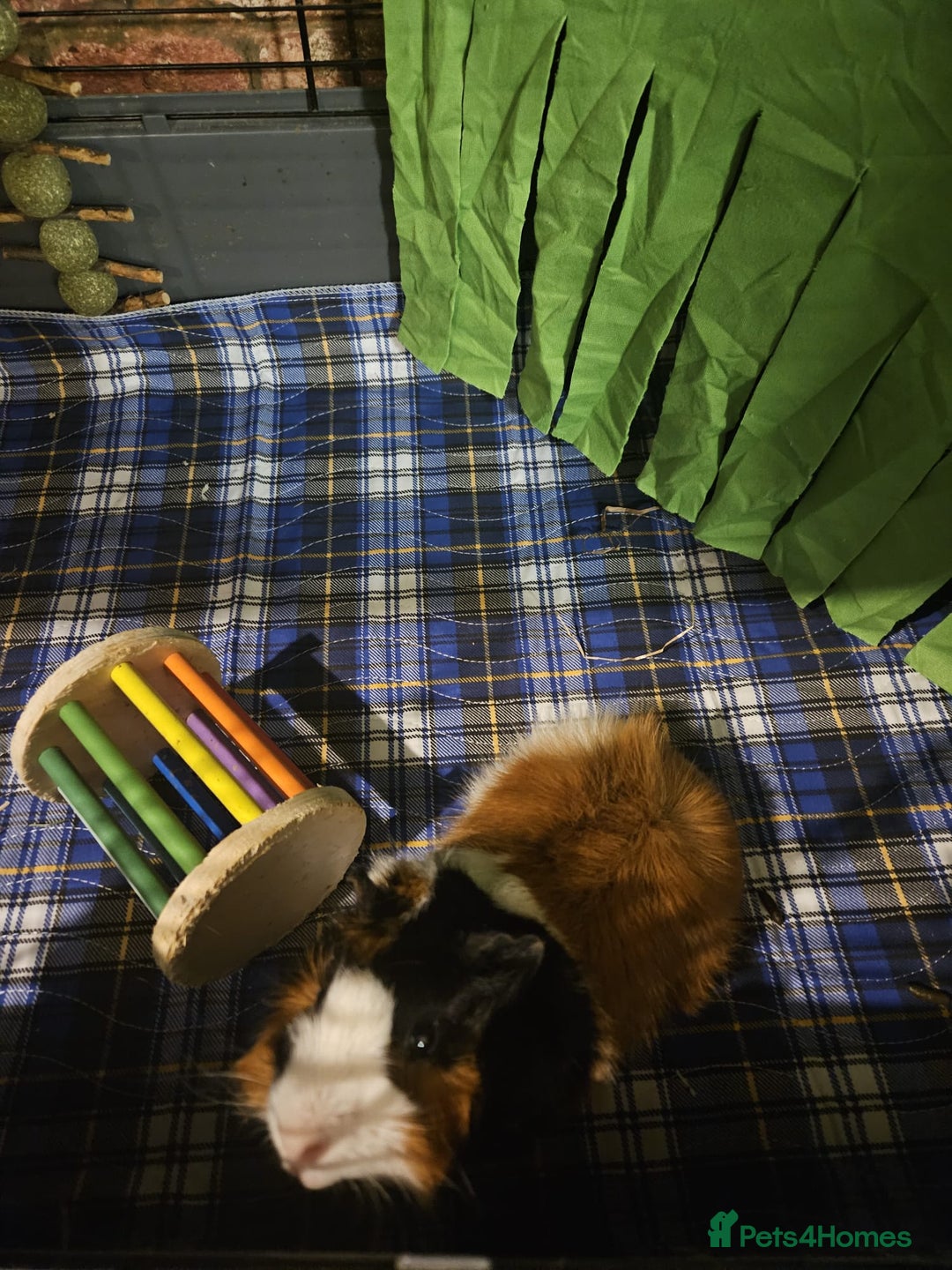 Guinea Pig rodents for sale: 2 x male guinea pigs  - Image 2