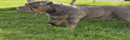 Olde English Bulldogge dogs for stud: NEBBR REGISTERED OLDE ENGLISH BULLDOGGE STUD - Advert 11