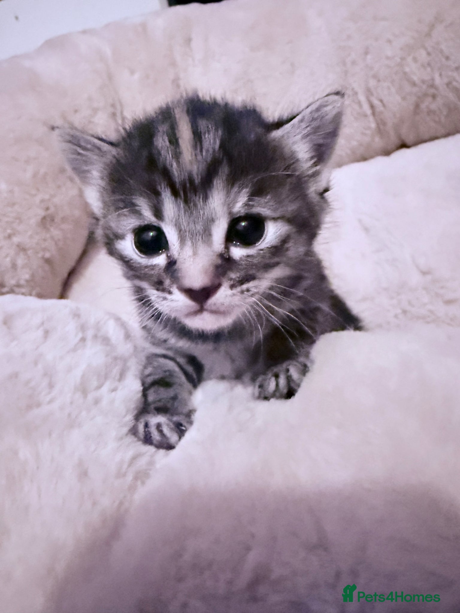 Mixed Breed cats 5 stunning kittens in need of a loving home - Advert 2