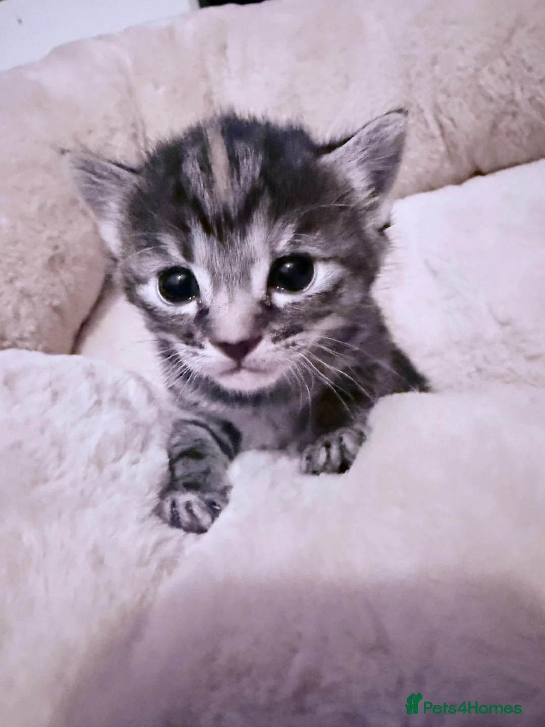 Mixed Breed cats for sale: 5 stunning kittens in need of a loving home - Advert 1