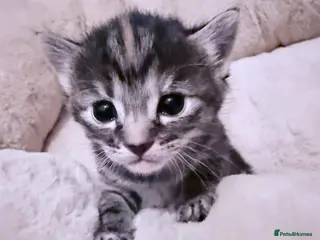 Mixed Breed cats 5 stunning kittens in need of loving homes - Advert 1