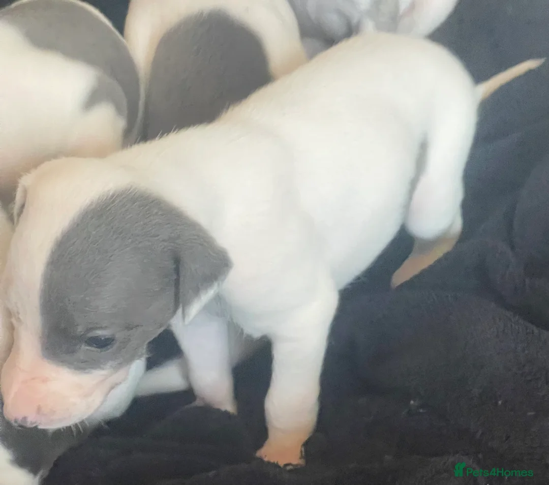 Whippet dogs for sale: Whippet puppies for sale - Advert 13