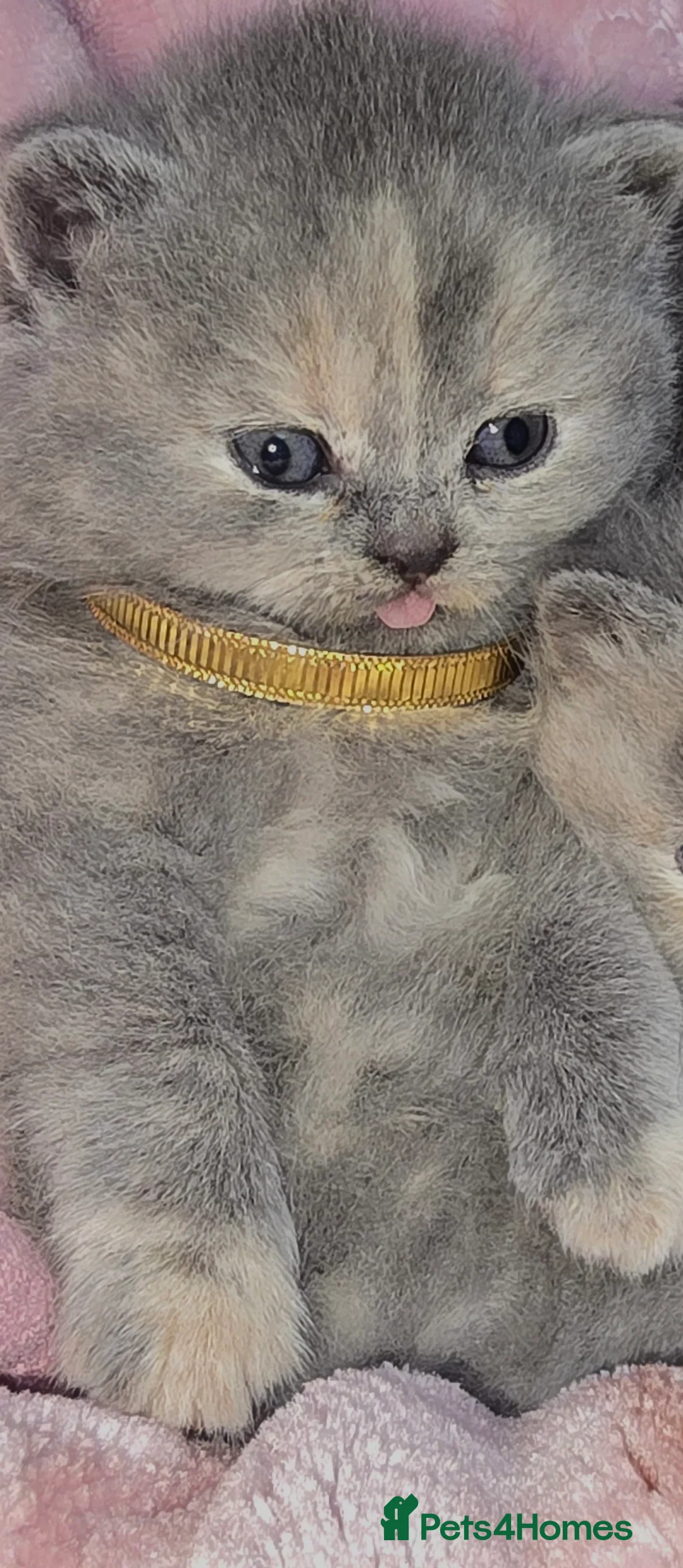 British Shorthair cats for sale: 4 Adorable kittens and the mother all for sale  - Advert 15