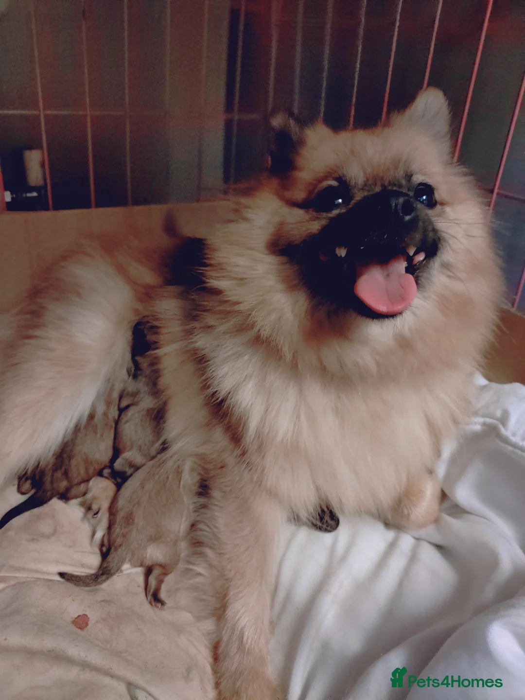 Pomeranian dogs for sale: Beautiful Pomeranian boy - Advert 17