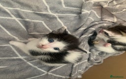 British Shorthair cats for sale: 6 litter mixed domestic kittens  - Image 2