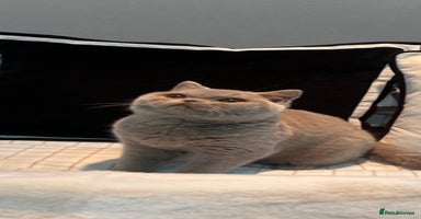 British Shorthair cats GCCF Registered Lilac British Shorthair Boys - Advert 2