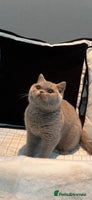 British Shorthair cats GCCF Registered Lilac British Shorthair Boys - Advert 2