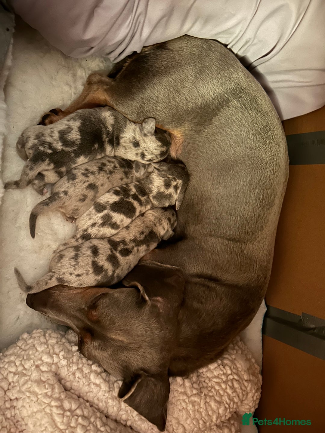 Miniature Dachshund dogs for sale: Mini dachshund puppies 6 weeks - Advert 37