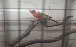 Conures birds for sale: Proven pair conures  - Image 6