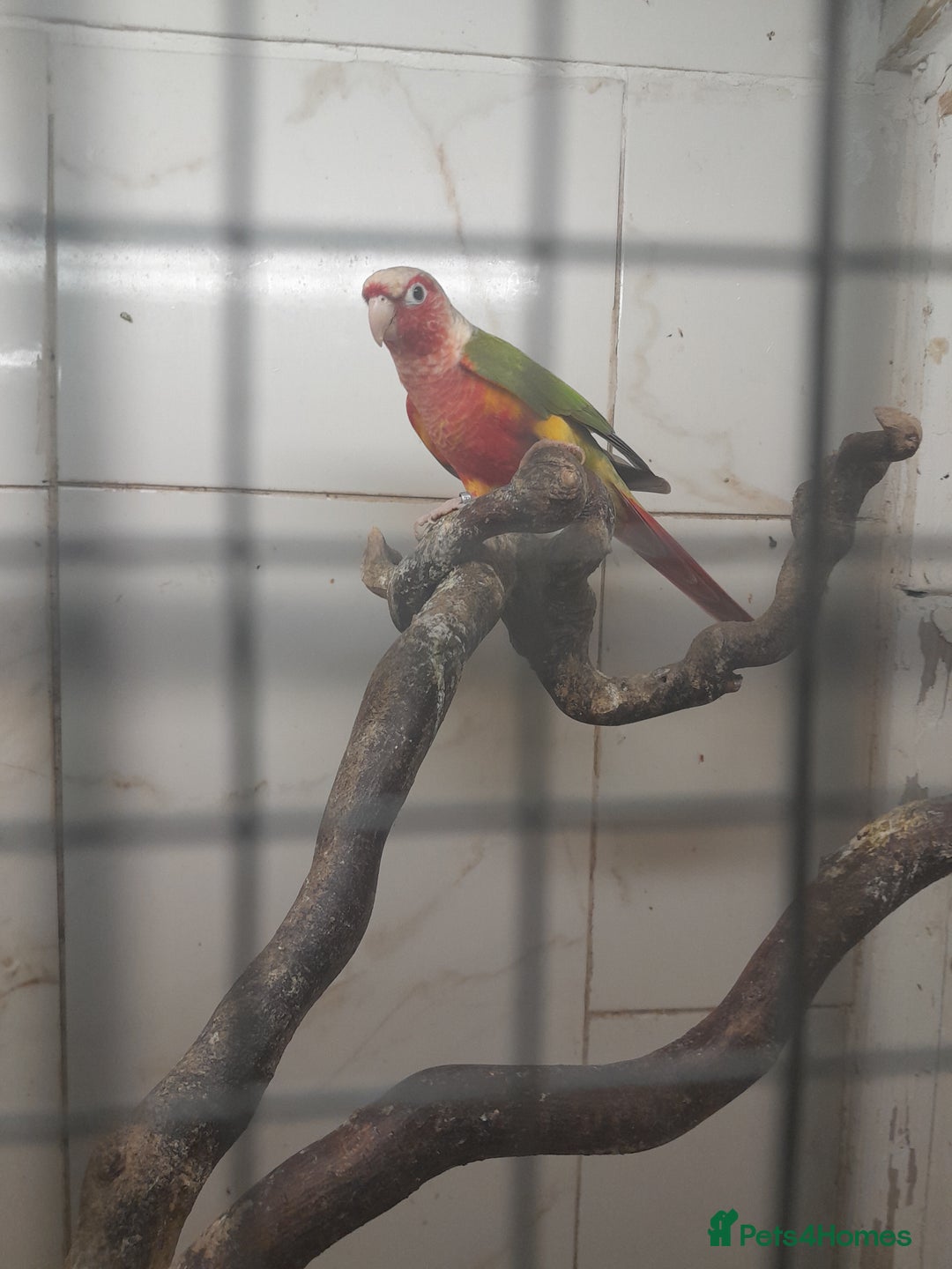 Conures birds for sale: Proven pair conures  - Image 6