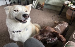 Mixed Breed dogs for sale: 2 year old Husky and 3 year old springer spaniel - Image 4
