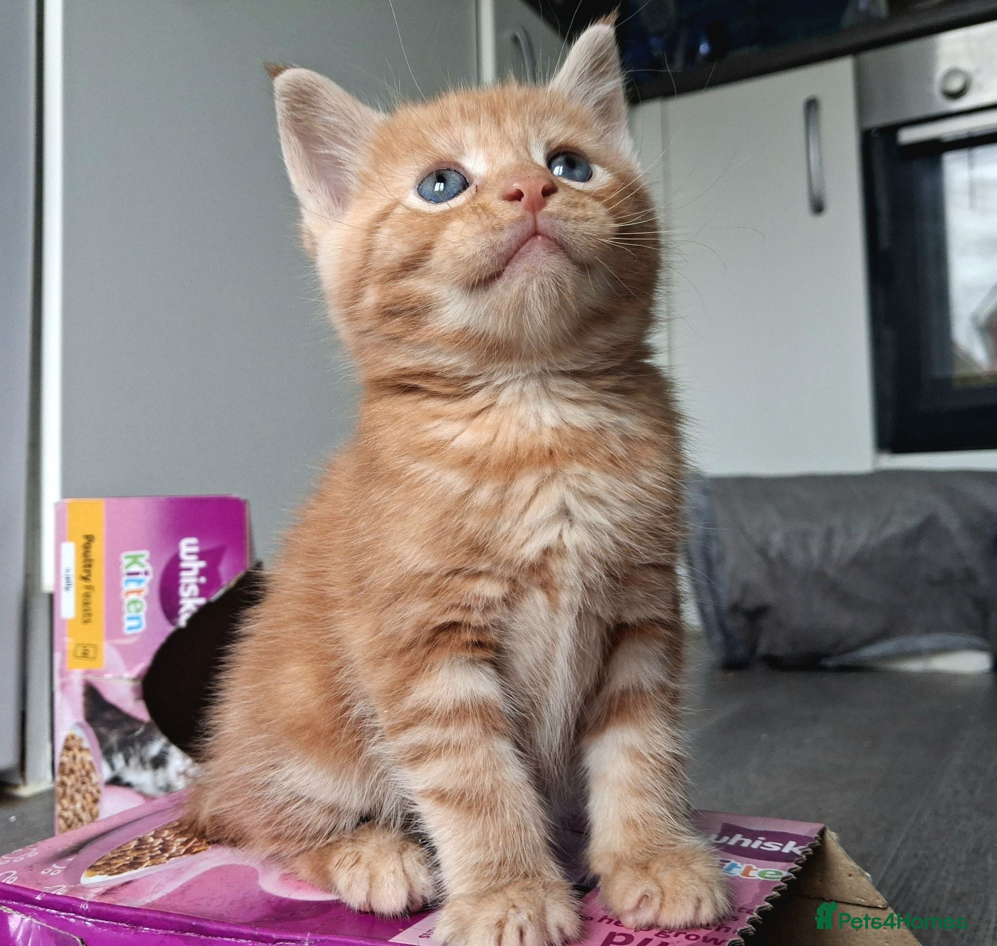 Maine Coon cats 4 purebreed maincoon babies  - Advert 1