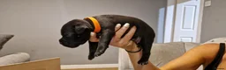 Staffordshire Bull Terrier dogs for sale: Beautiful Staffordshire Bull Terrier Puppies in Stockport - Advert 15
