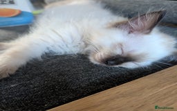 Ragdoll cats for sale: Beautiful Ragdoll Kittens  - Image 3