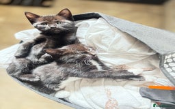 Domestic Shorthair cats for sale: Beautiful all black female kitten ready to leave - Image 7