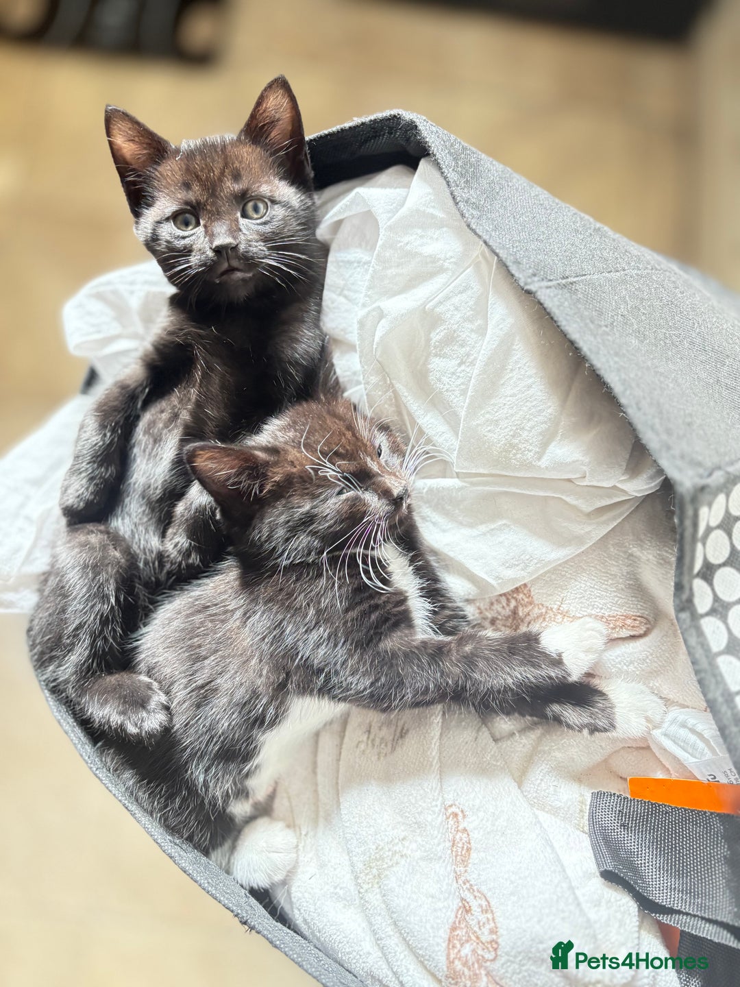 Domestic Shorthair cats for sale: Beautiful all black female kitten ready to leave - Image 7