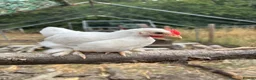 Chickens poultry for sale: Peking bantam in Leighton Buzzard - Advert 6