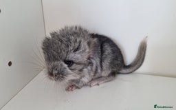 Chinchilla rodents for sale: Royal Persian Angora Male kit - Image 6