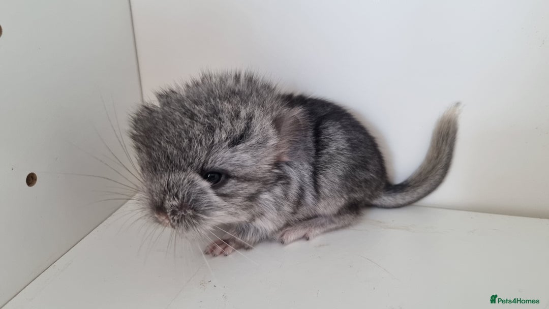 Chinchilla rodents for sale: Royal Persian Angora Male kit - Image 6