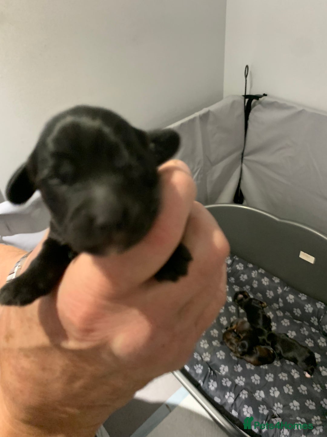 Mixed Breed dogs for sale: Mauxie - Image 6