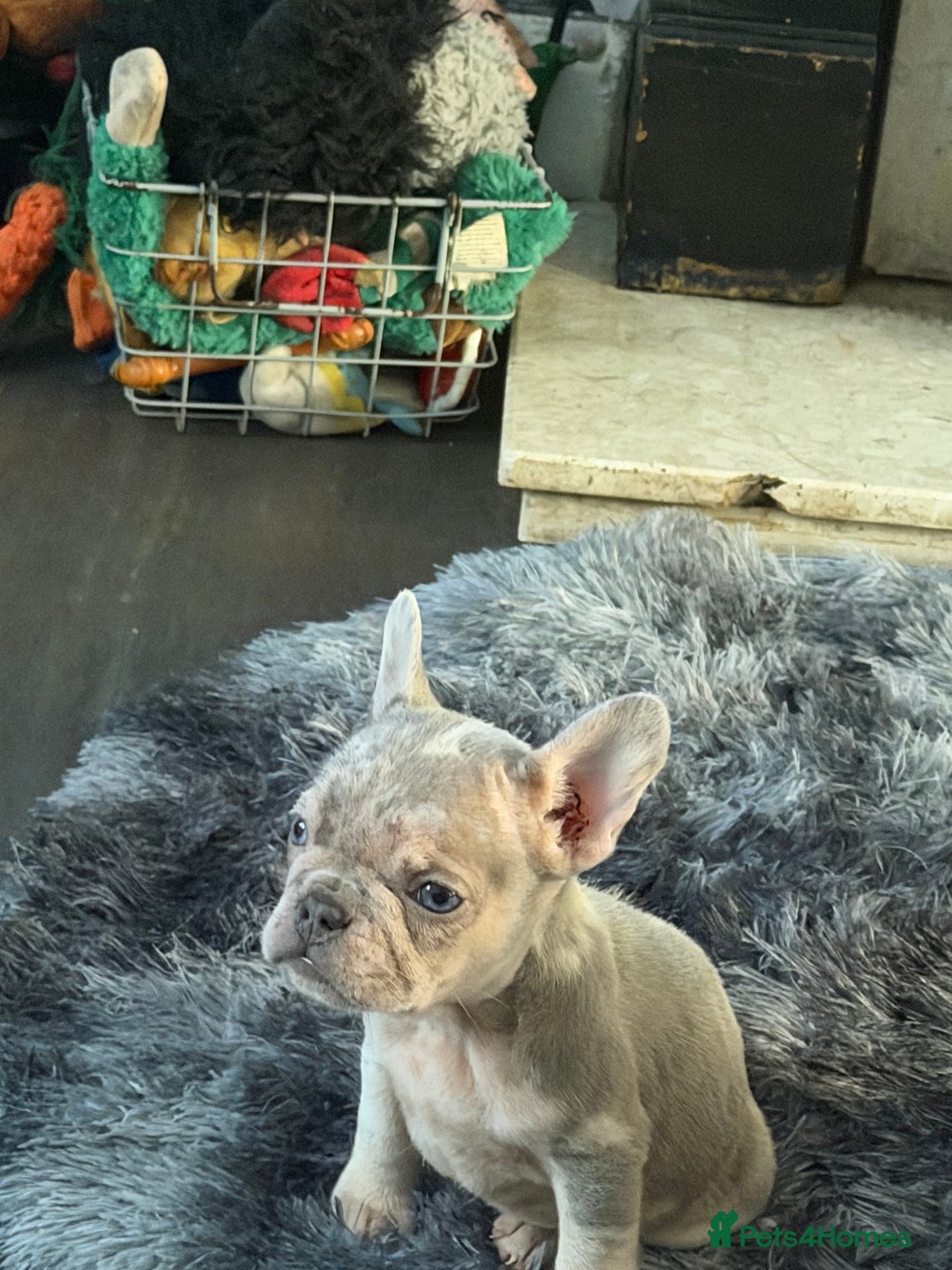 French Bulldog dogs for sale: Merle French bulldog puppy  - Advert 1